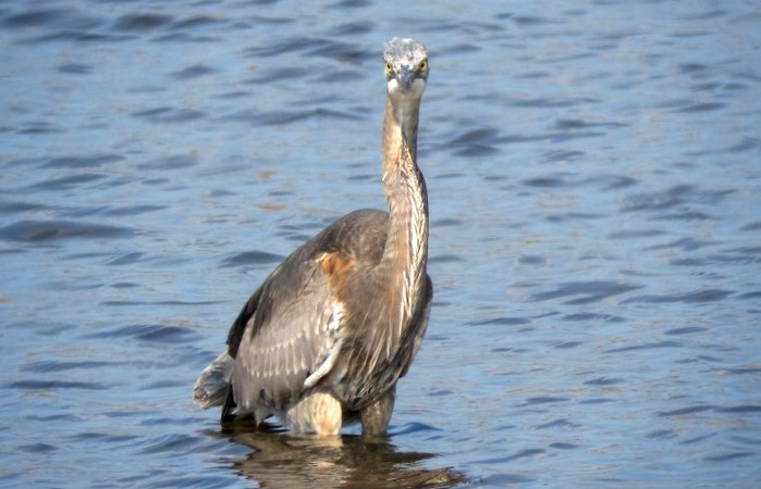 Great Blue Heron