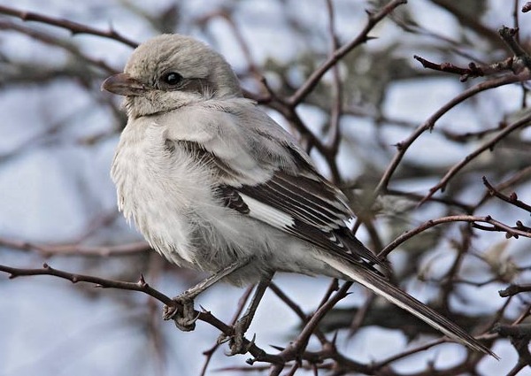 Steppe Grey Shrike