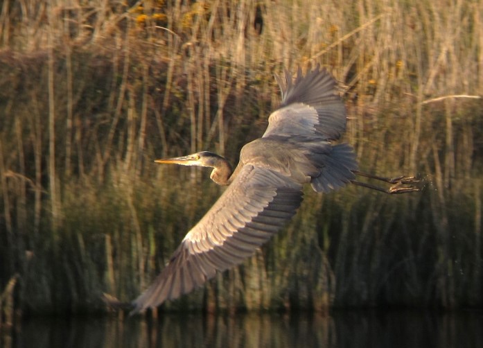 Great Blue Heron