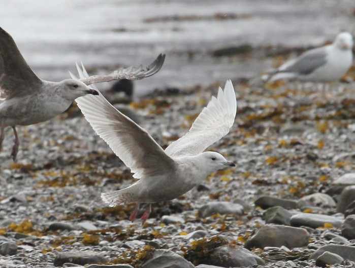Iceland Gull