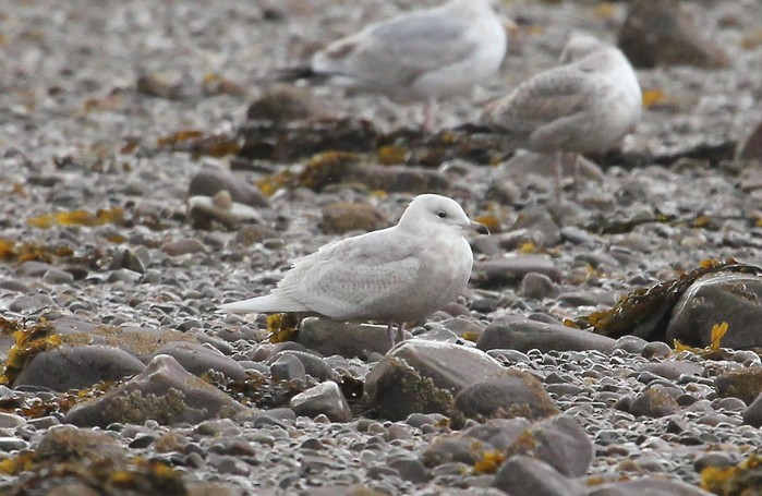 Iceland Gull