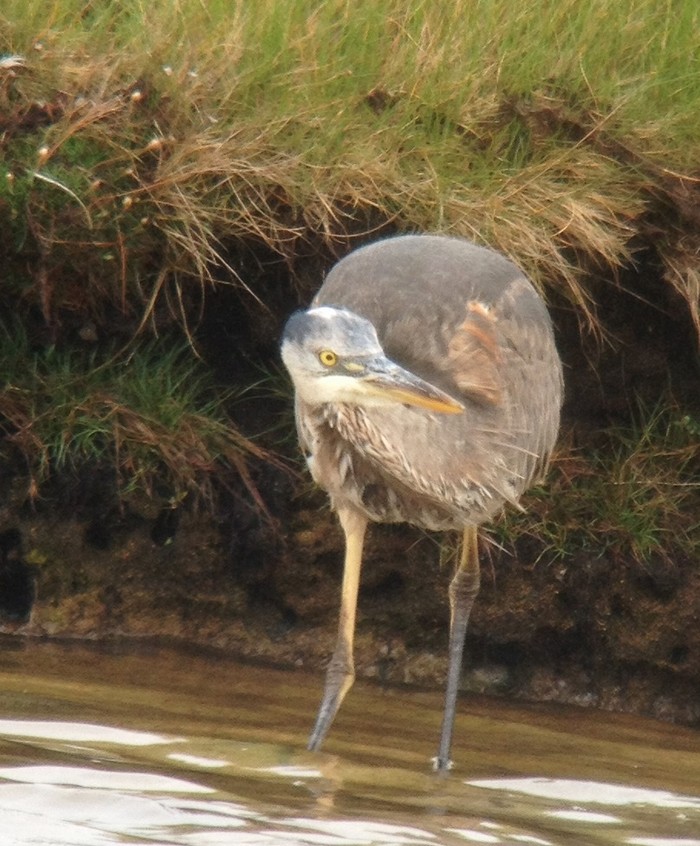 Great Blue Heron