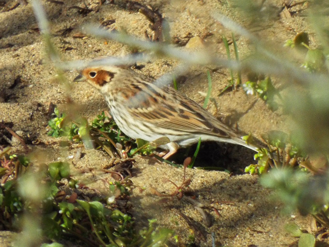 Little Bunting