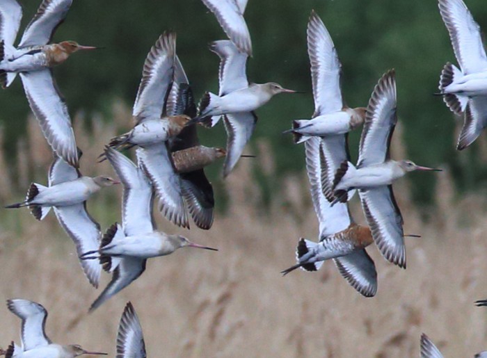 Hudsonian Godwit