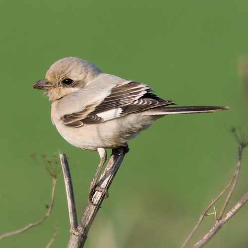 Steppe Grey Shrike