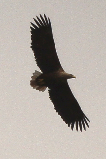 White-tailed Eagle