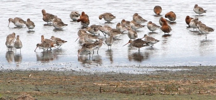 Hudsonian Godwit
