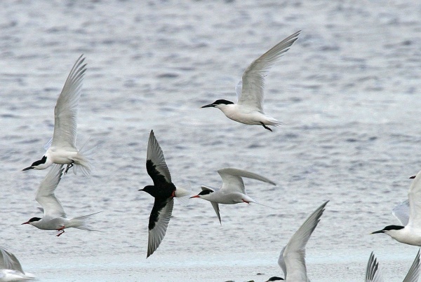 White-winged Black Tern