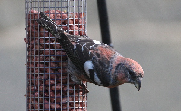 Two-barred Crossbill