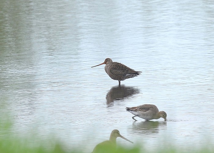 Hudsonian Godwit