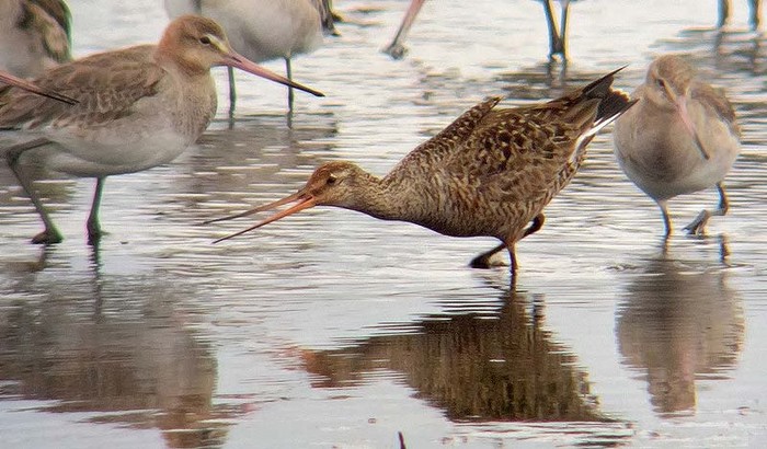 Hudsonian Godwit