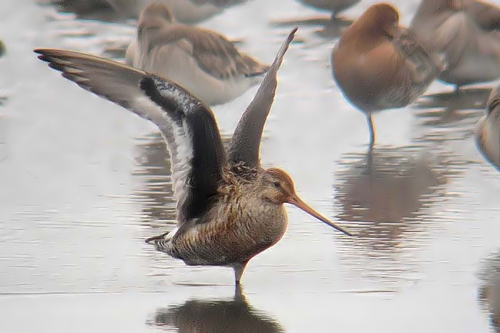 Hudsonian Godwit