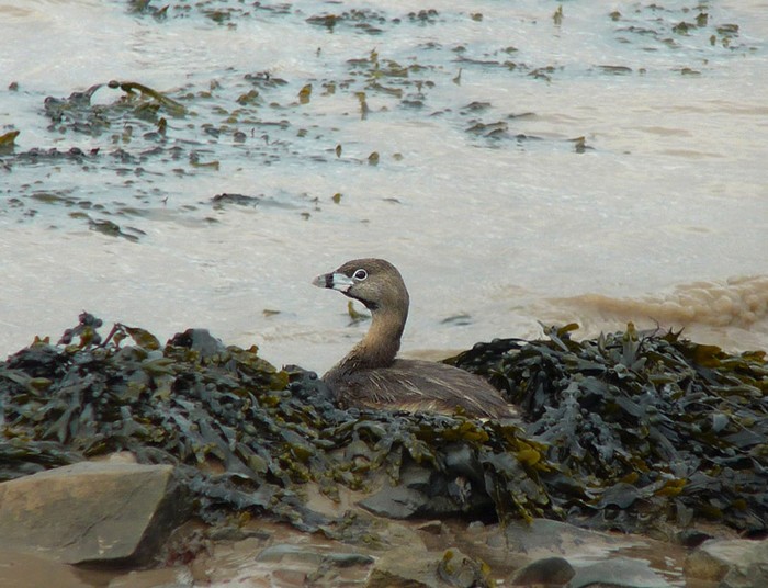 Pied-billed Grebe