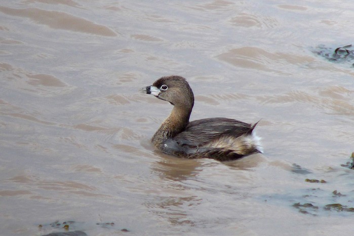 Pied-billed Grebe