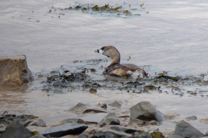 Pied-billed Grebe