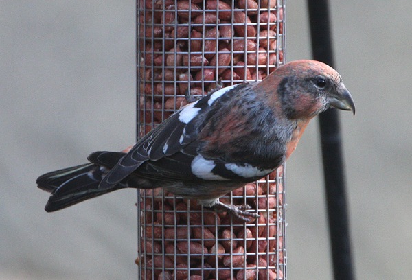 Two-barred Crossbill