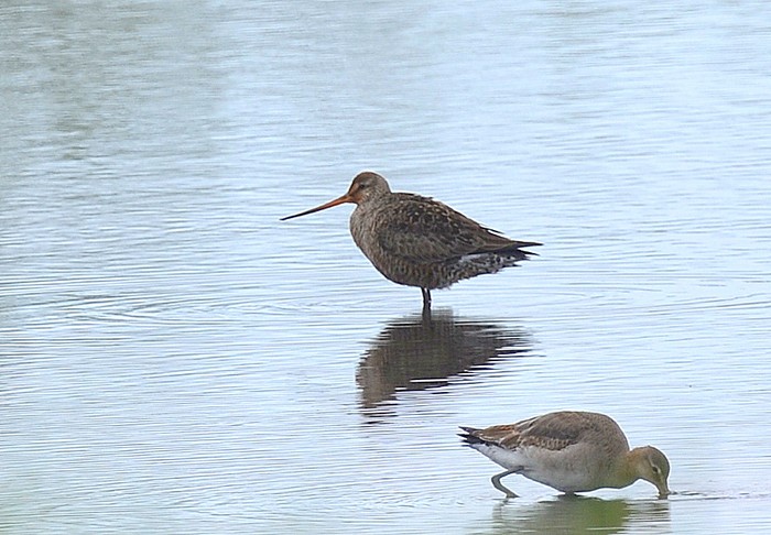 Hudsonian Godwit