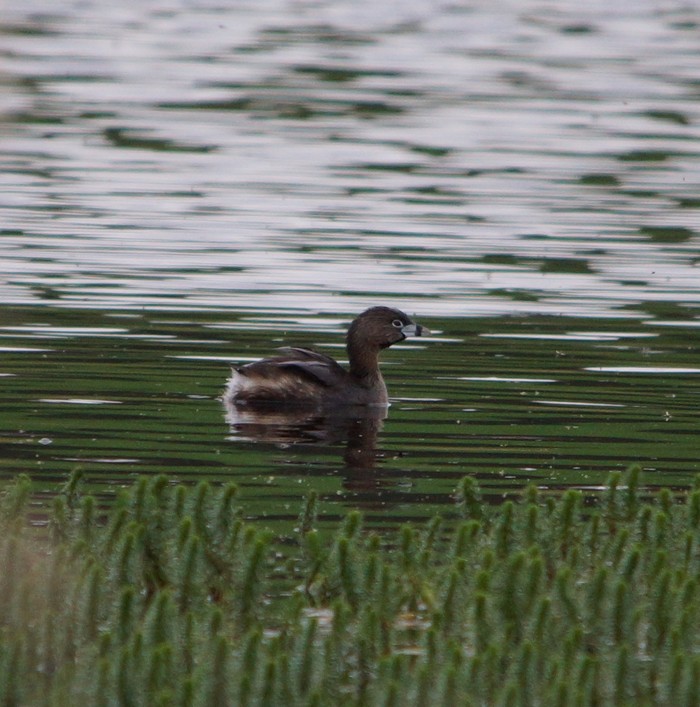 Pied-billed Grebe