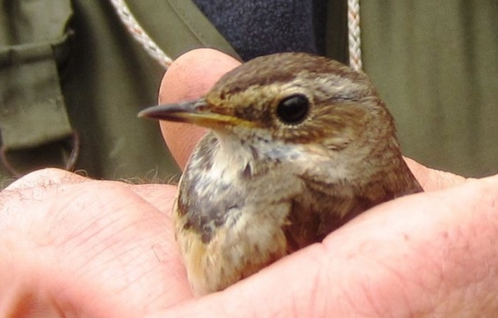 Bluethroat
