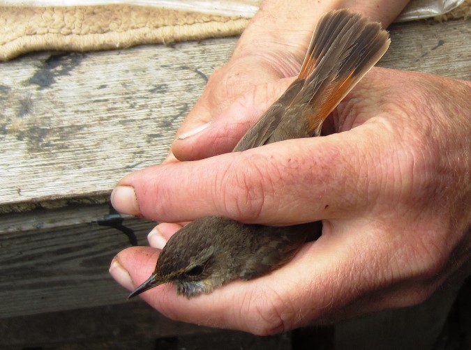 Bluethroat