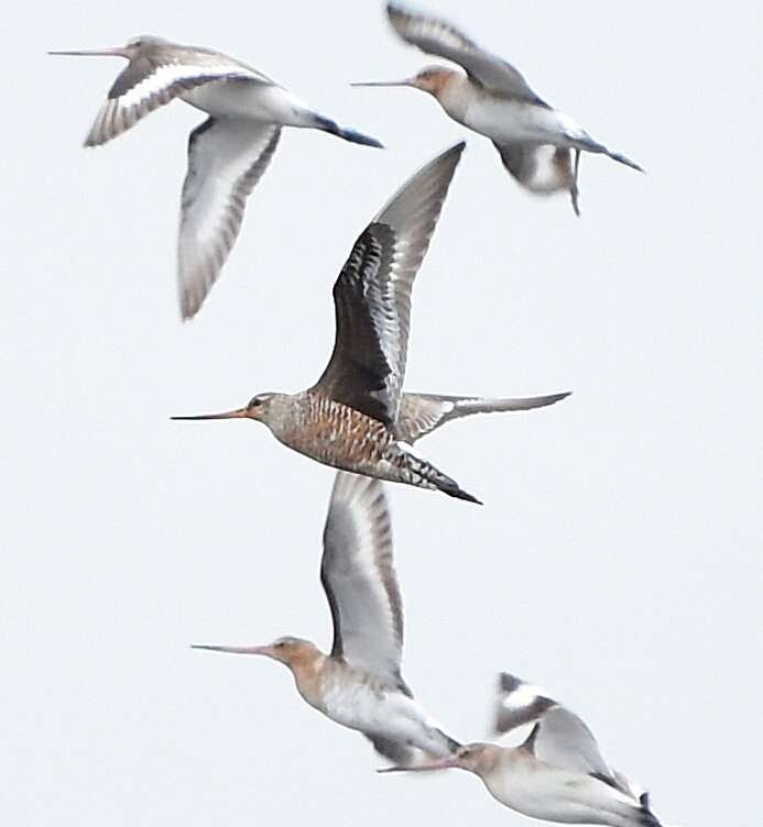 Hudsonian Godwit