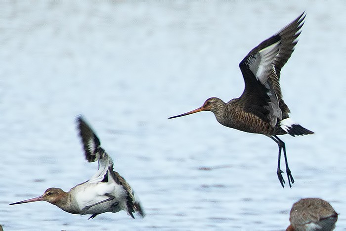 Hudsonian Godwit