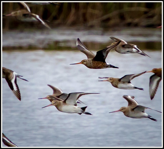 Hudsonian Godwit