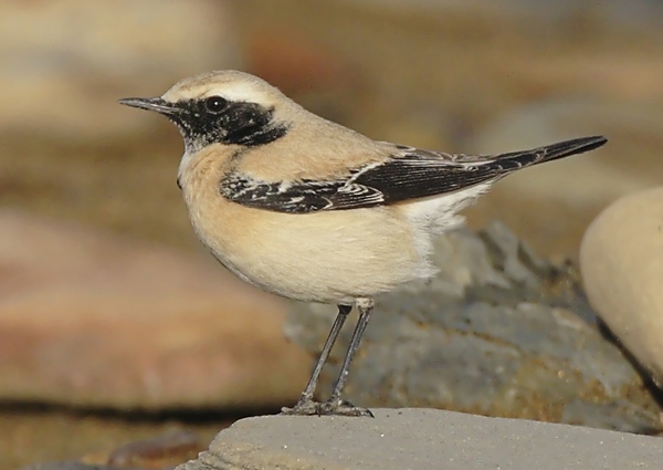 Desert Wheatear