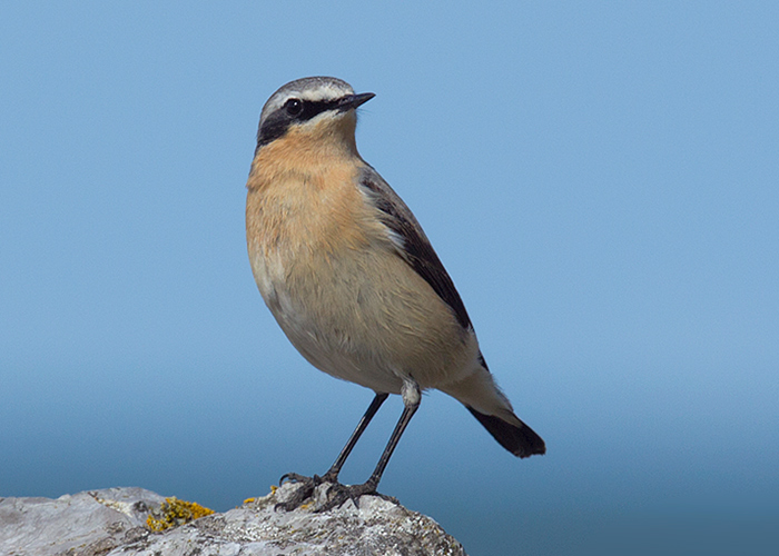 Wheatear