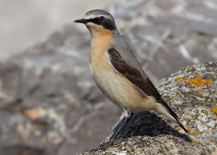 Wheatear
