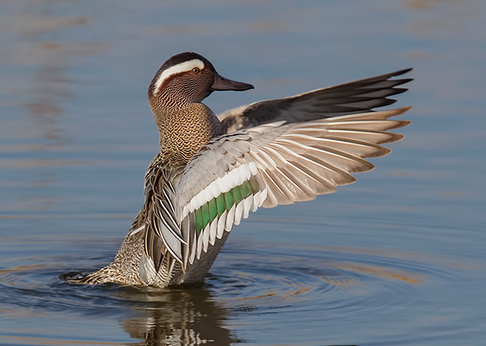 Garganey