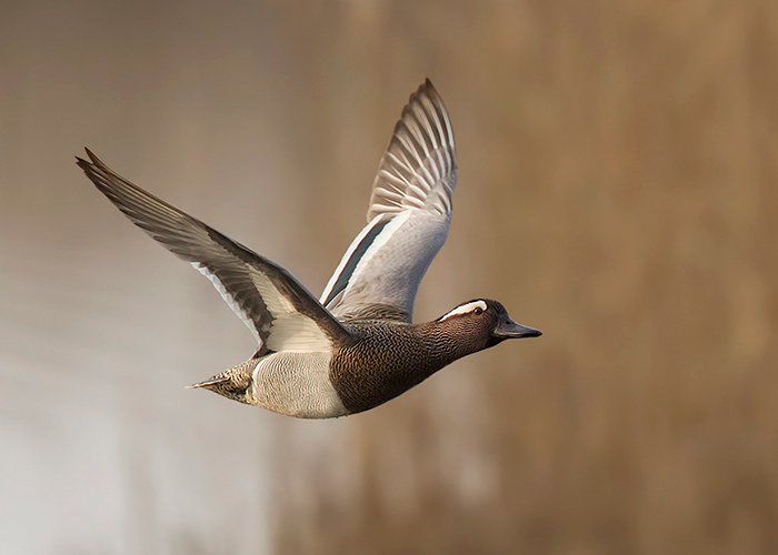 Garganey