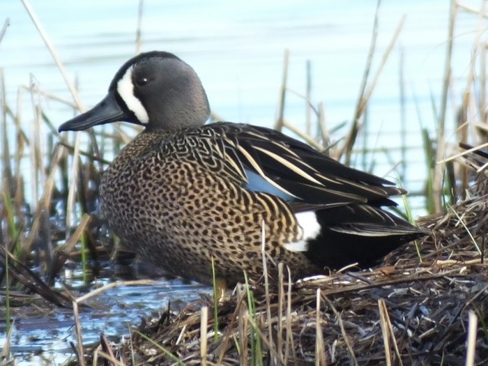Blue-winged Teal
