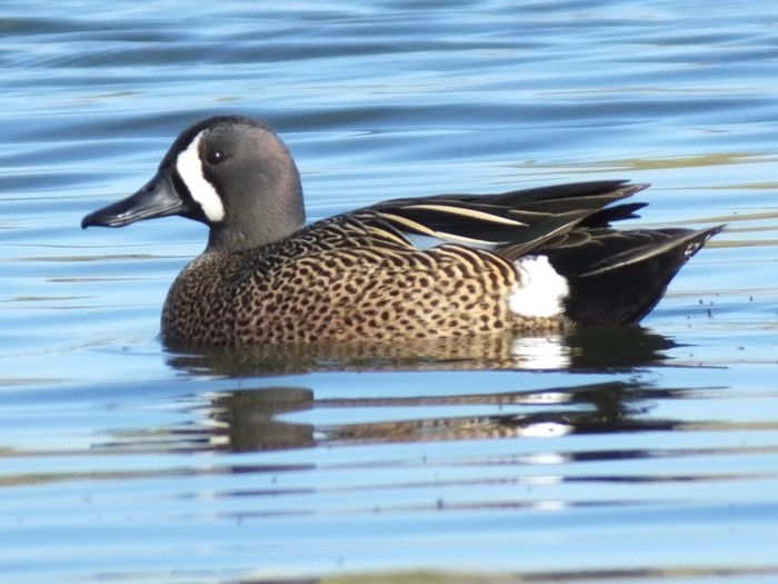 Blue-winged Teal