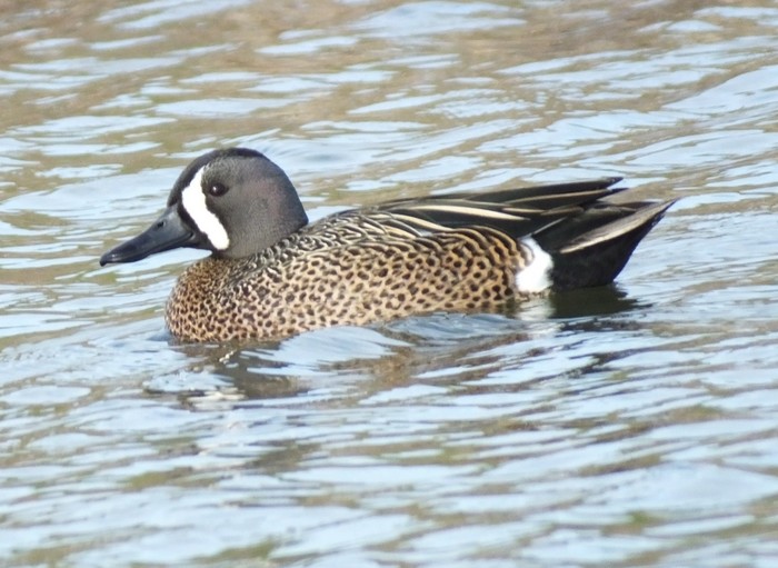 Blue-winged Teal