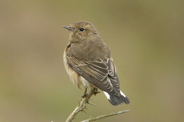 Pied Wheatear