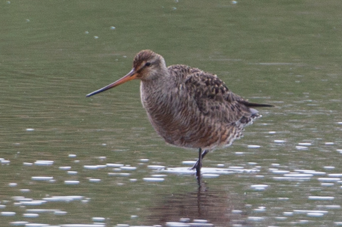 Hudsonian Godwit