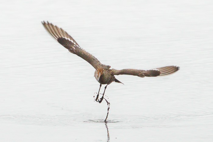 Hudsonian Godwit