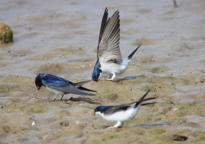 House Martin
