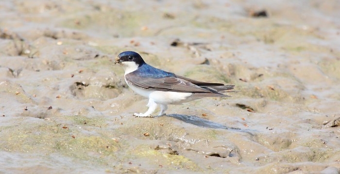 House Martin