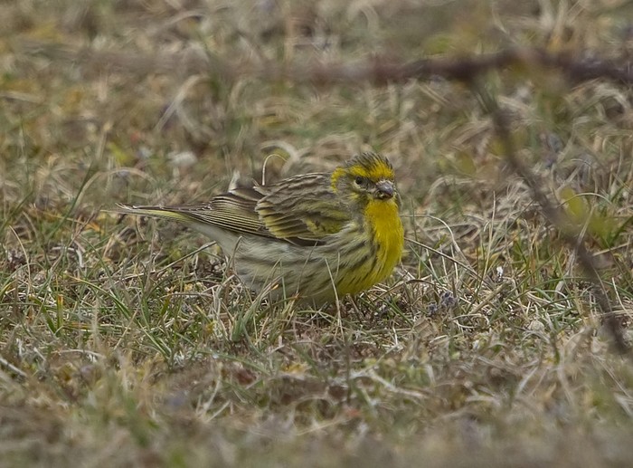 Serin