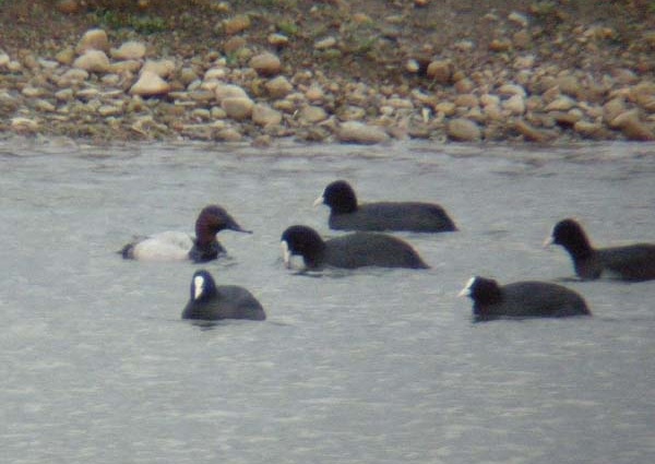 Canvasback