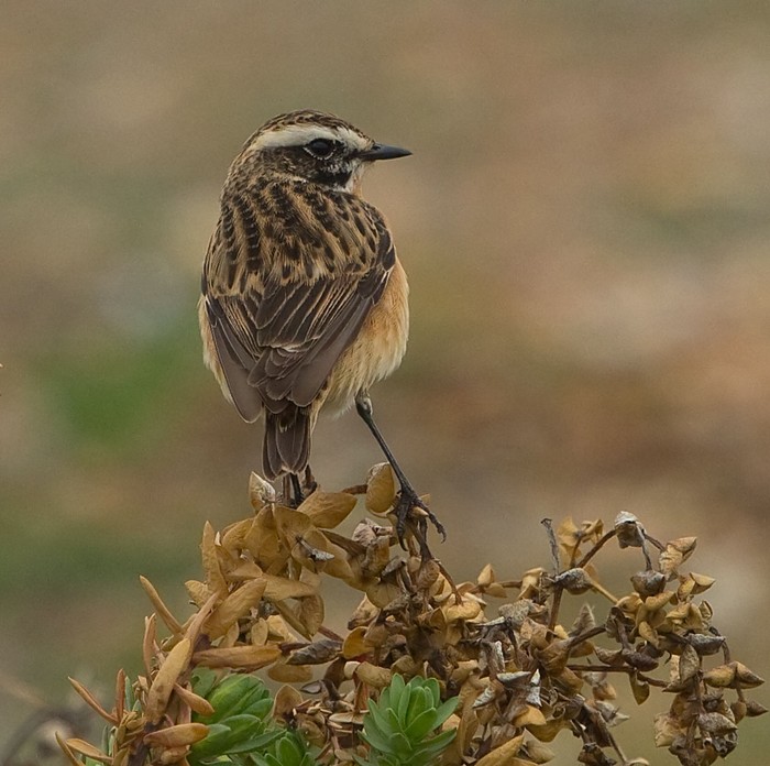 Whinchat