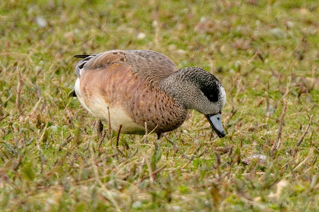 American Wigeon