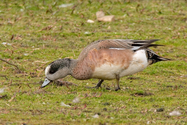 American Wigeon