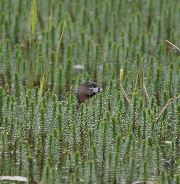 Pied-billed Grebe