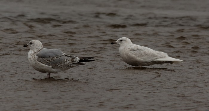 Iceland Gull