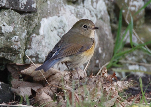 Red-flanked Bluetail