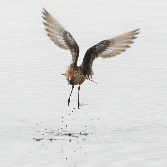 Hudsonian Godwit