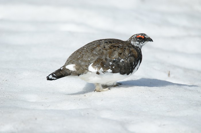 Ptarmigan